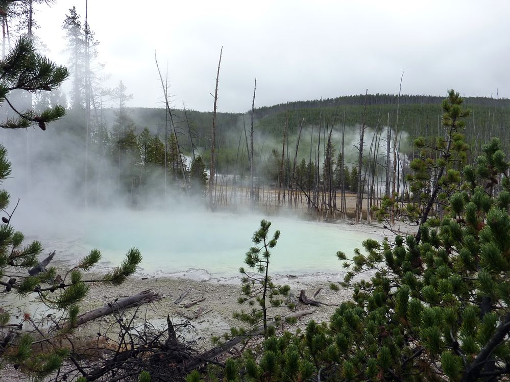 Yellowstone Norris Geyser Cistern spring (8).JPG